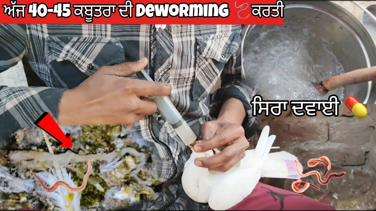 ਲਉ ਵੀ ਮਿੱਤਰੋ ਆਪਾ 40-45 ਕਬੂਤਰਾਂ ਦੀ 🕊ਕਰਤੀ Deworming🪱|| ਰਿਜਲਟ ਪੂਰਾ ਸਿਰਾ ✅💊 (Ajay Tajpur) 