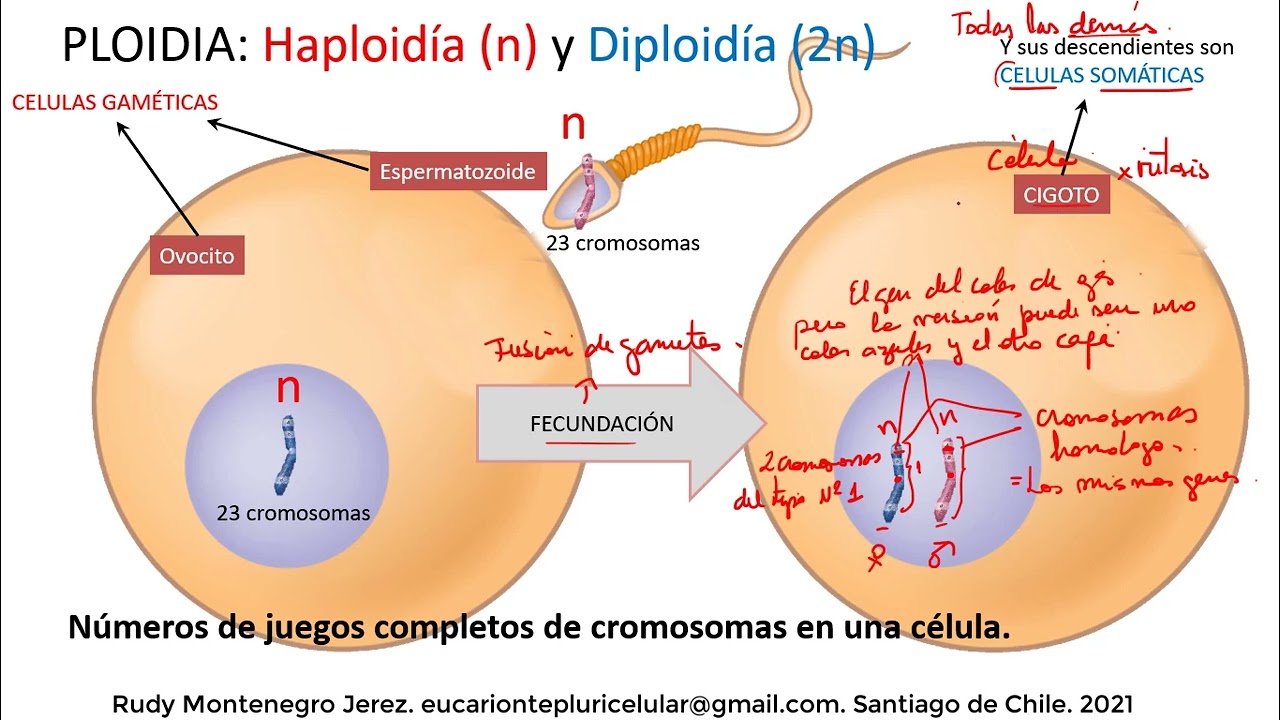 Ploid&iacute;a, valor C, c&eacute;lulas  madre y Clonaci&oacute;n