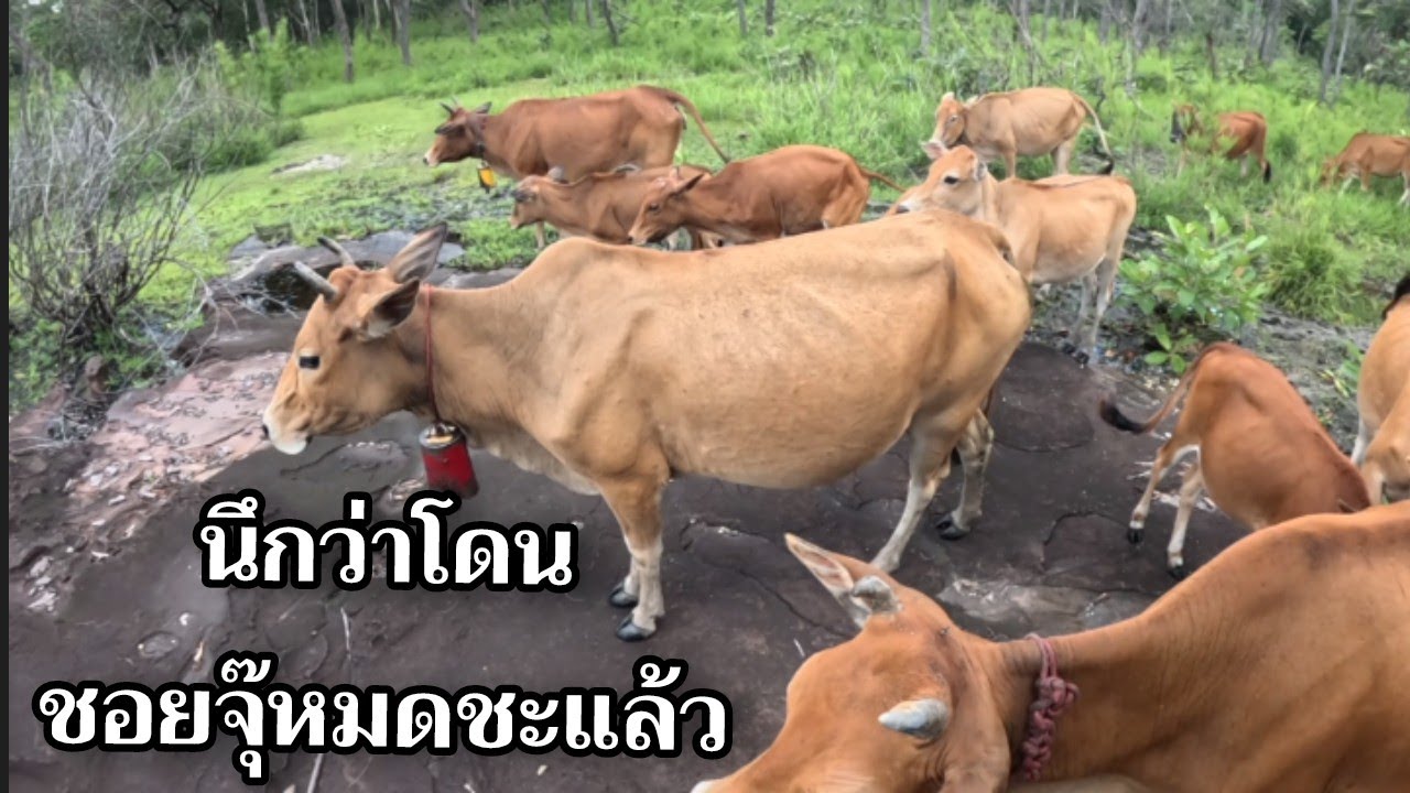 นึกว่าโดนเขาเอาไปชอยจุ๊หมดชะแล้ว เข้าป่า18 กรกฎาคม ค.ศ. 2025