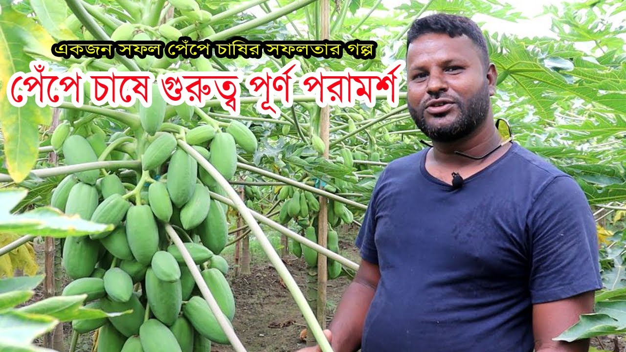 বাণিজ্যিক ভাবে পেঁপে চাষের শুরু থেকে শেষ || পেঁপে চাষ করে বছরে   লক্ষ লক্ষ টাকা আয় AgriTech