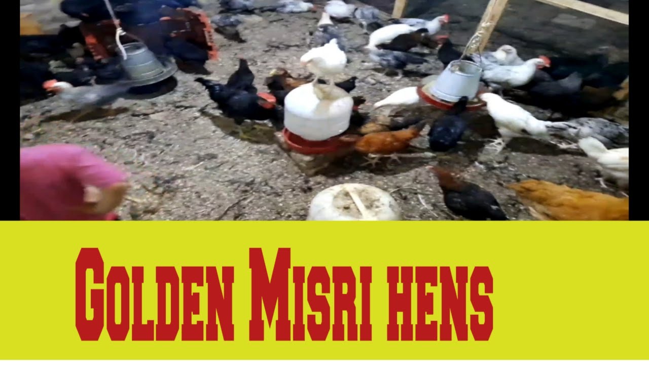 Golden Misri hen farming|| Mirpurkhas Poultry