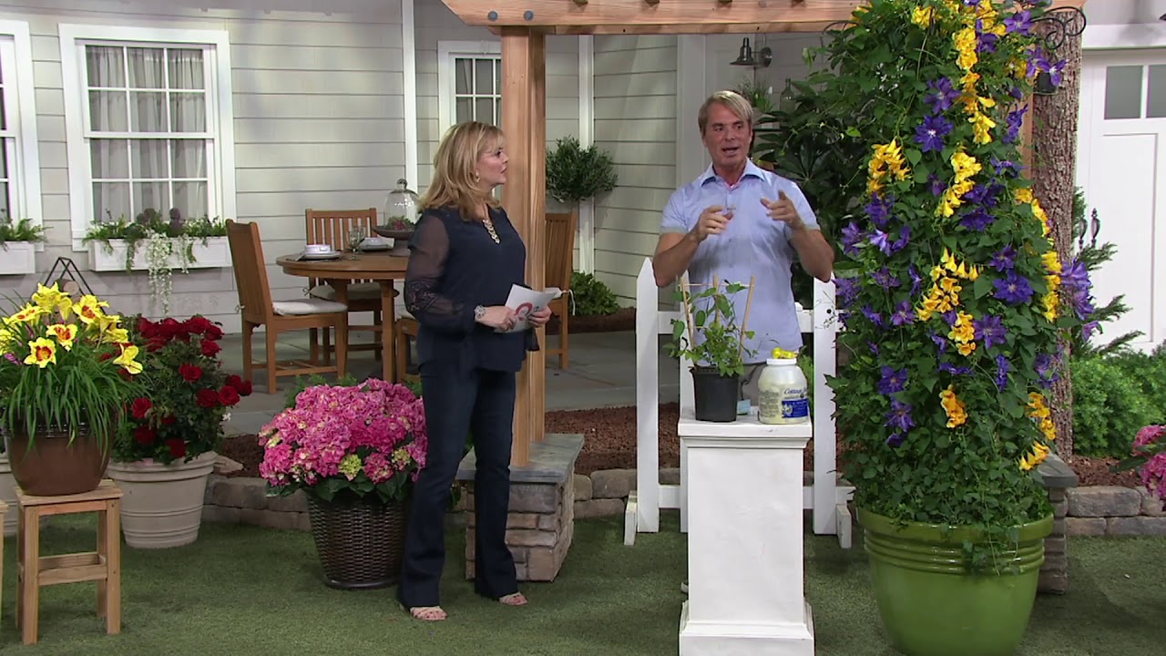 Cottage Farms Royal Gold Climbing Campsis & Clematis Duo on QVC