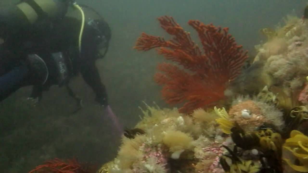 Diving Steenbras Deep, False Bay