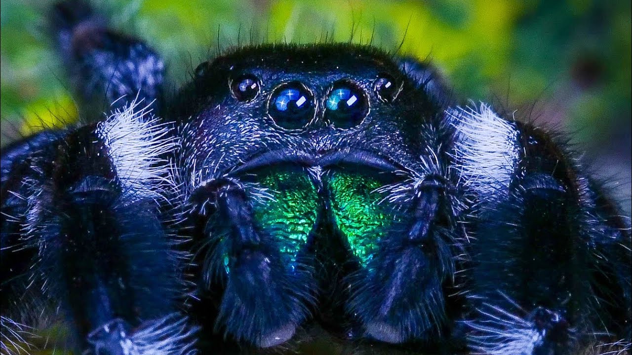 Tarantula Zen - OVERCOME Arachnophobia w/ Relaxing Lo-Fi Music and Beautiful Spiders