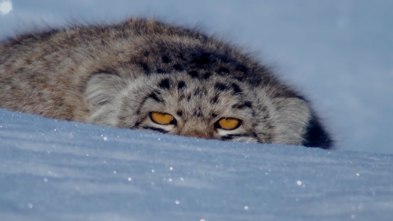 The ingenious snow camouflage of the Pallas's cat | Animal Instincts
