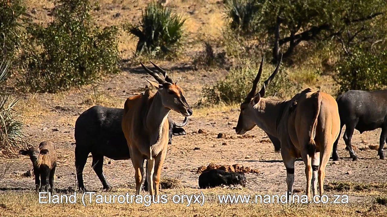 Eland at Klopperfontein waterhole Kruger Park