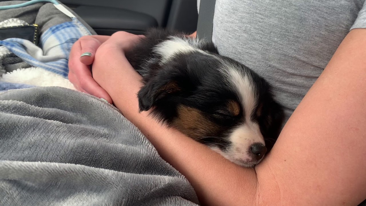 Tucker’s 1st Week Home- Mini Australian Shepherd- 8 Weeks Old