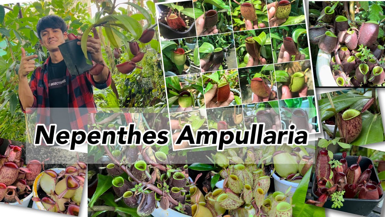 Nepenthes Ampullaria