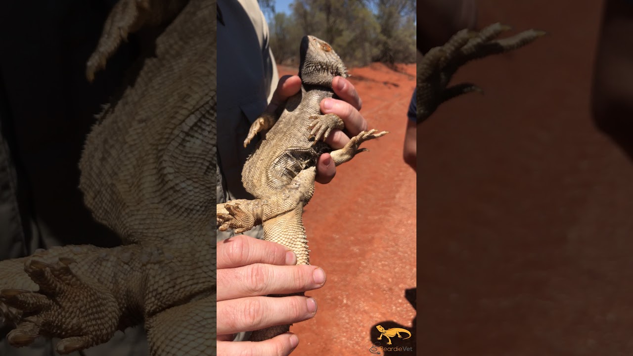 Blood sampling a wild central bearded dragon (Pogona vitticeps)