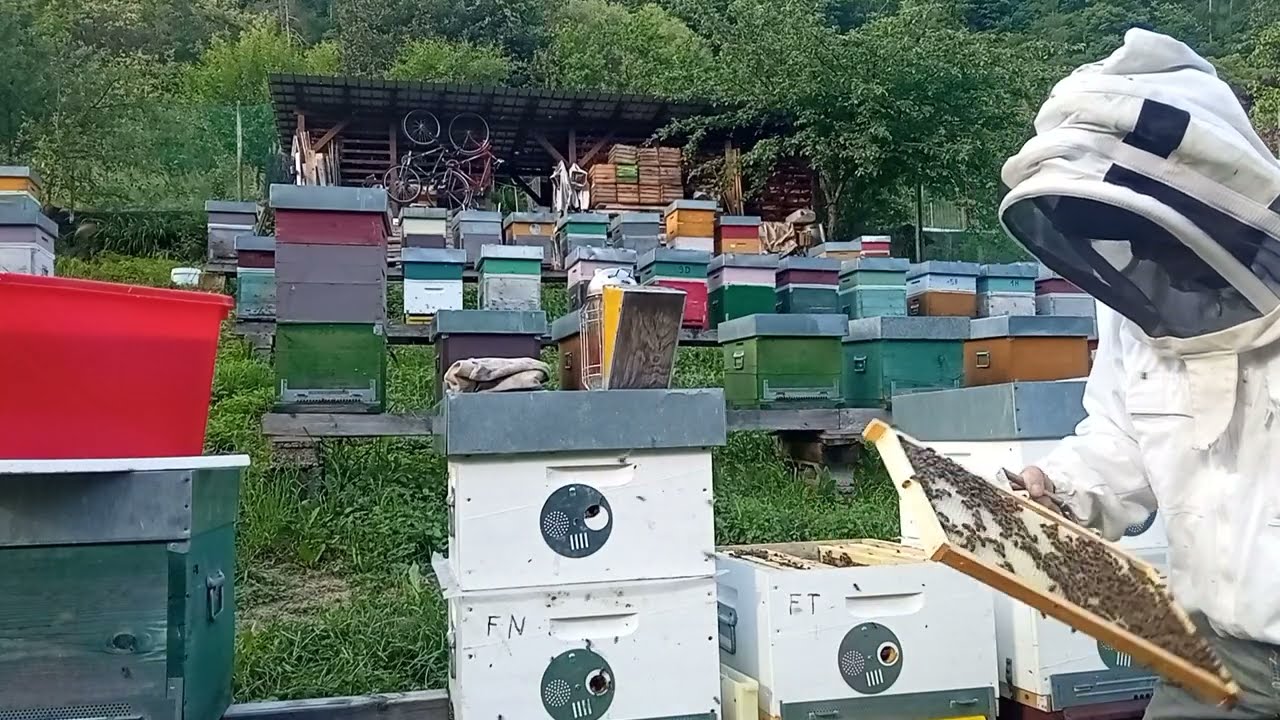 Favo naturale. Parte 3. Inizia la costruzione dei favi.