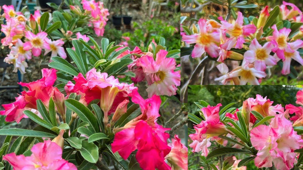 #rosadodeserto : eita que hoje o jardim está carregado de flores #quintal #plantas ##garden 