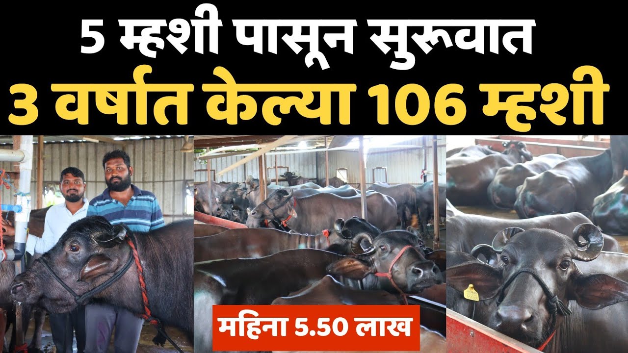 🔶मुरा म्हैस पालन।5 म्हशी पासून सुरूवात।3 वर्षात केल्या 106 म्हशी।महिना 5.50 लाख नफा।