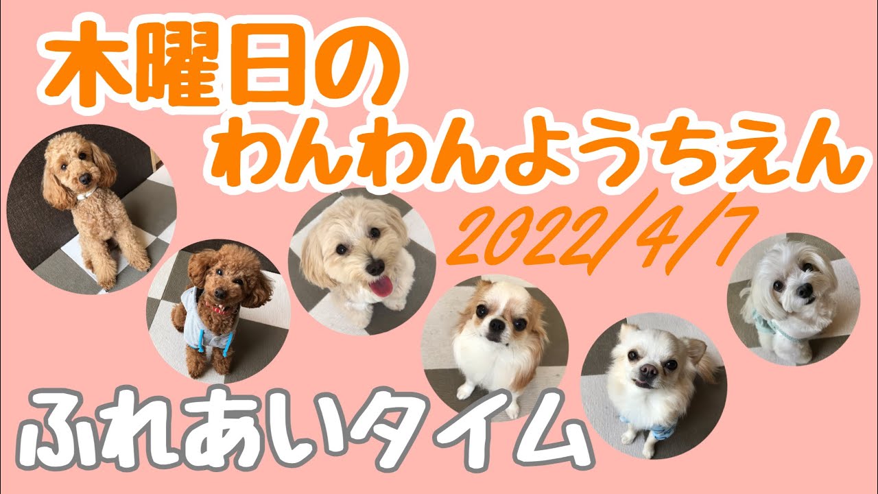 犬の幼稚園　マルチーズ　チワワ　トイプードル　マルプー　ふれあい　わんわんようちえん
