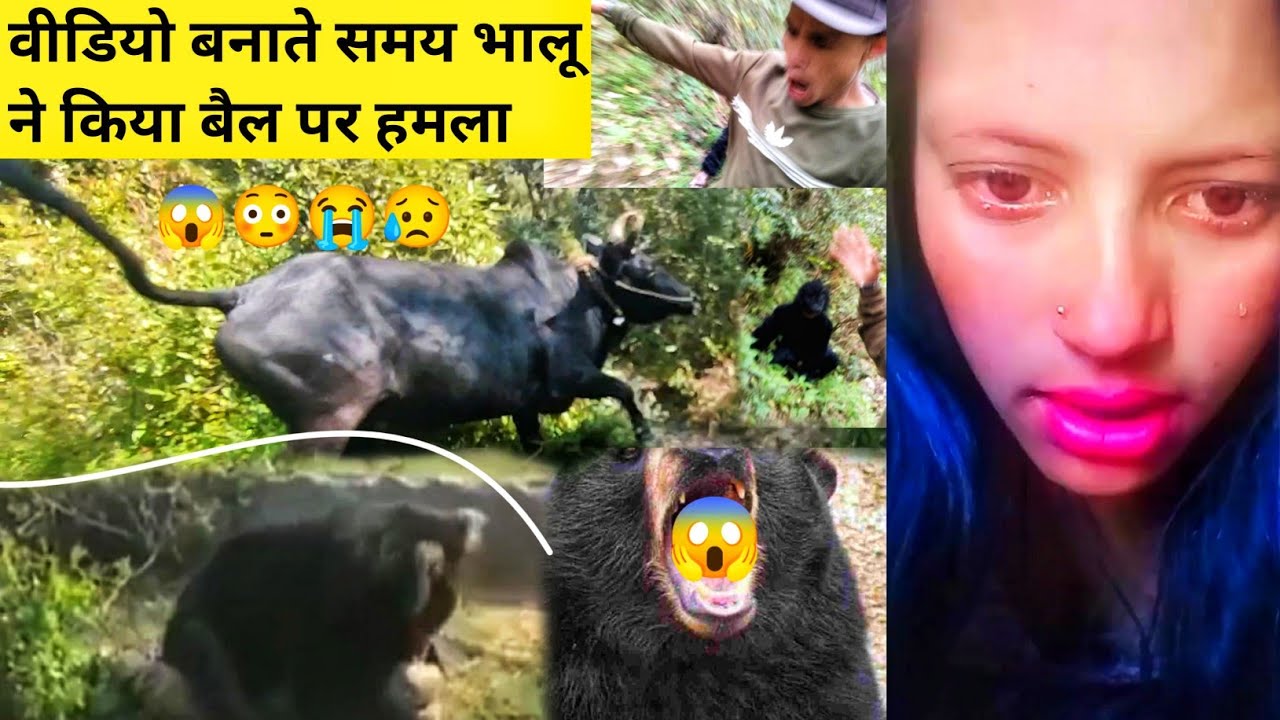 आज तो भगवान ही बचाएगा 😭🙏 भालू ने किया जानलेवा हमला 😱 Pahadi lifestyle vlog || Vipin Gusain Vlogs