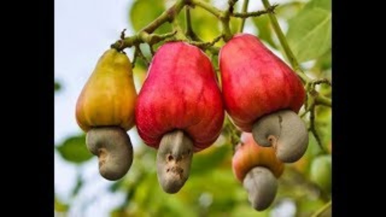 Как посадить кешью 🌳 и вырастить гигантские плоды! Секреты