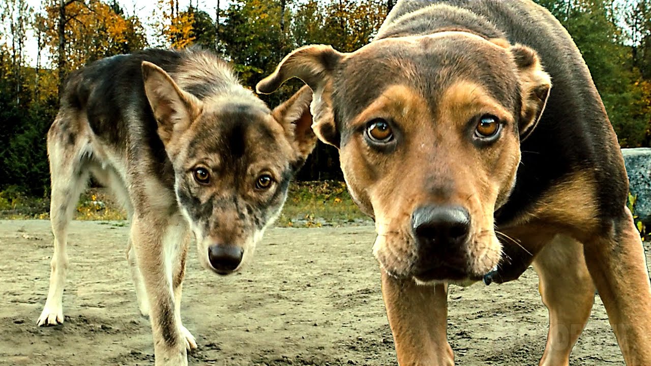 За Беллой и Большим Котенком гонятся койоты!😨 | Путь домой | отрывок