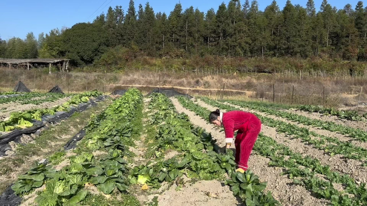 酒糟腌酸菜