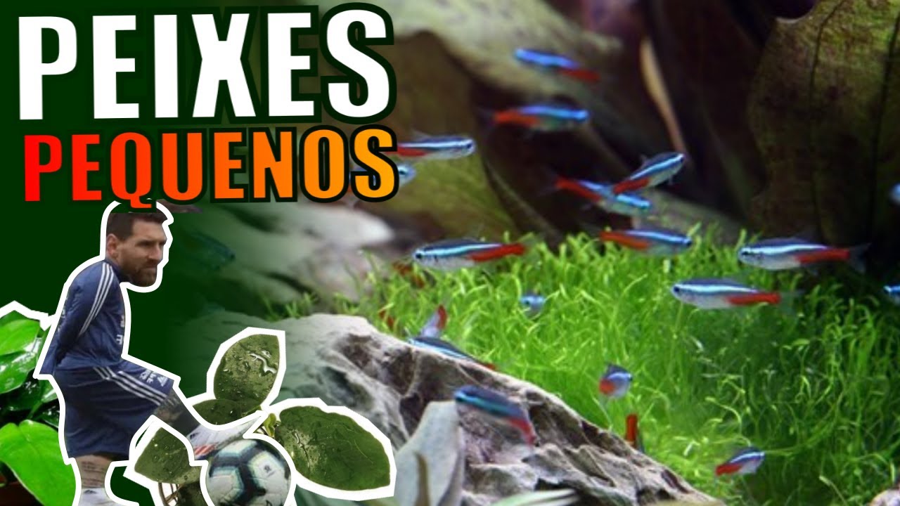 🔴TOP 5 PEIXES PEQUENOS PARA AQUÁRIOS PEQUENOS ( PARTE 2) |Mr. Betta|