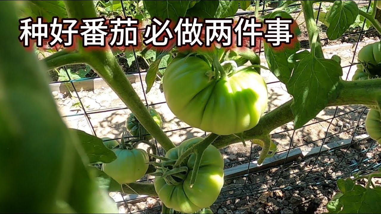 这种大番茄类型 要想高产和结果大  必做2件事