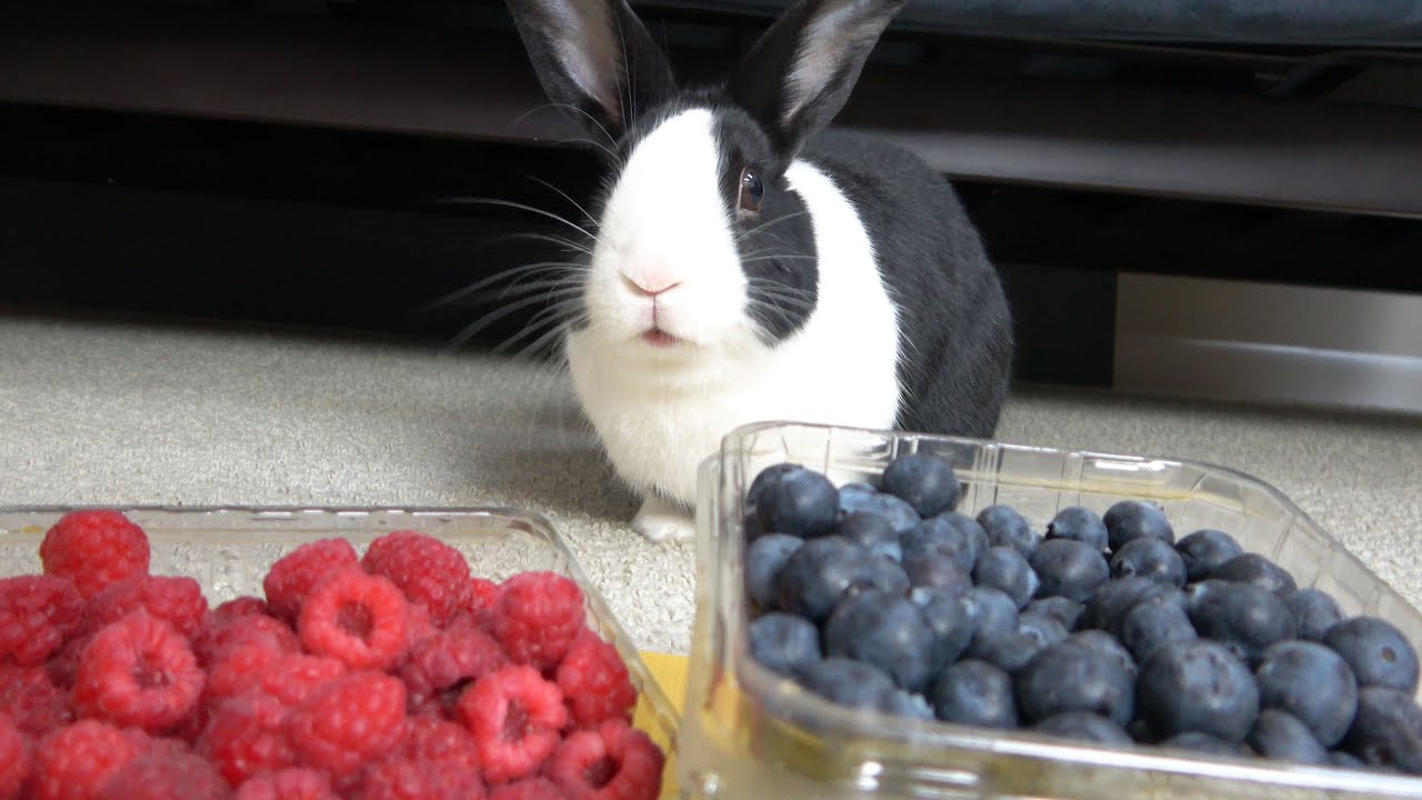 Rabbit food challenge