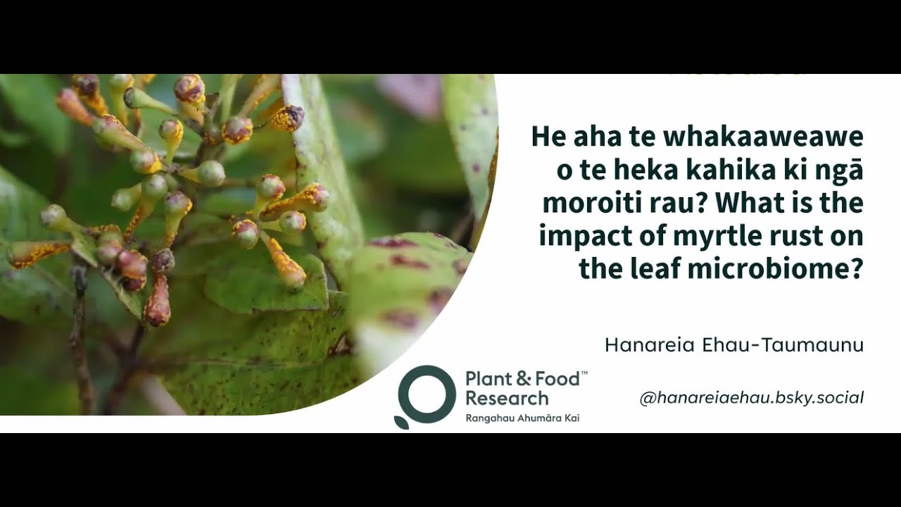 Hanareia Ehau-Taumanu - What is the impact of myrtle rust on the leaf microbiome?