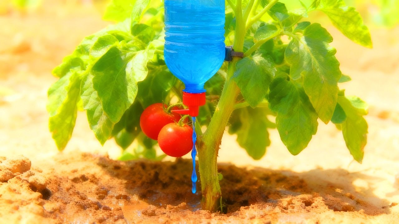 No gastes en riego este sistema casero con botellas ahorra agua y funciona solo