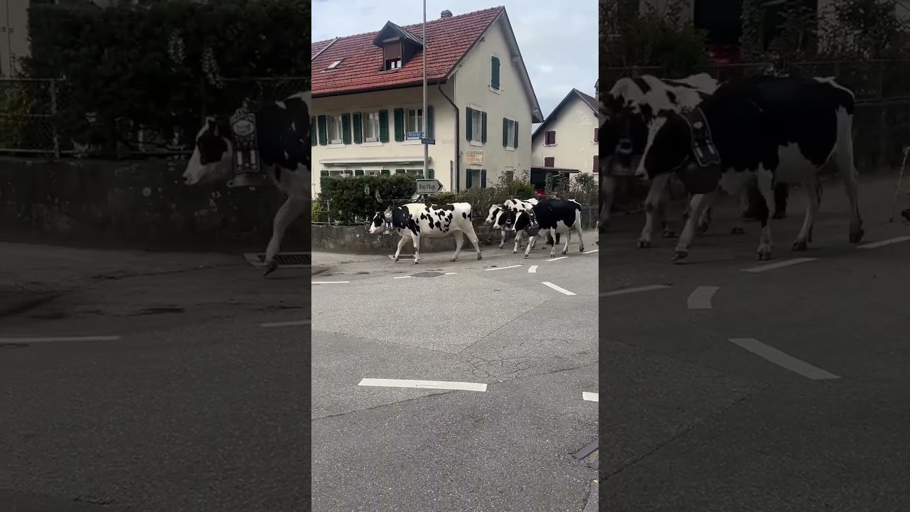 🐄🇨🇭Cows passing by the famous Maison Cailler Chocolate Factory a true Swiss countryside moment🍫