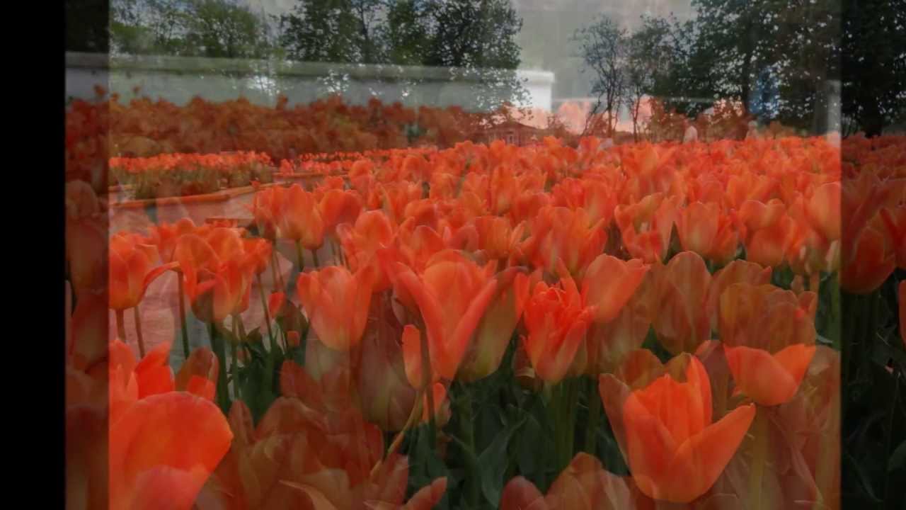 Tulipaner Skåne runt - våren 2013