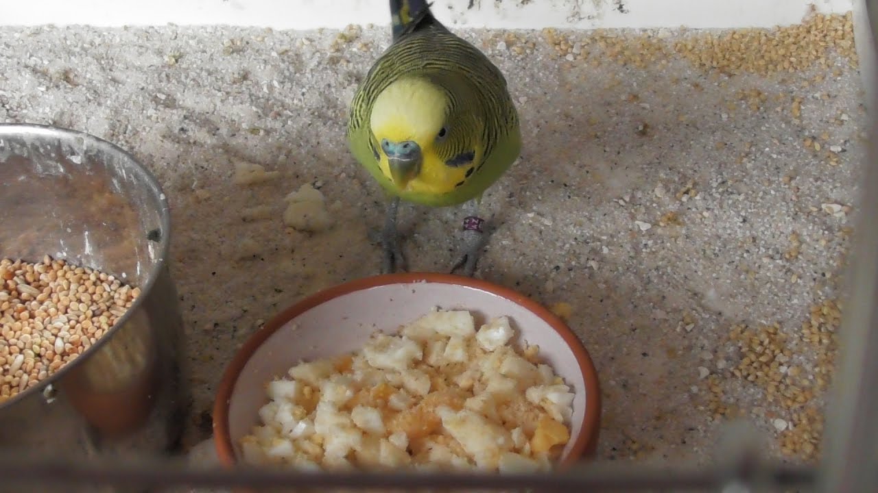 Wellensittichfutter selber machen🐦 Ei- und Energiefutter für Wellensittiche 🐦