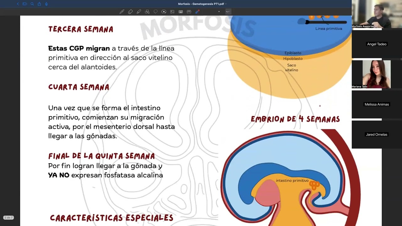 Gametogénesis y Espermatogénesis :)