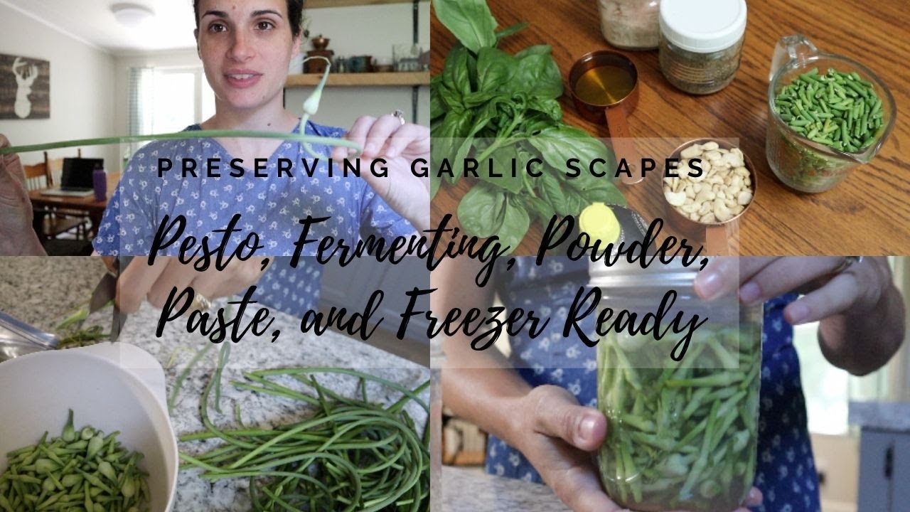 How to Preserve, Harvest, and Use Garlic Scapes | Five ways to maximize your harvest