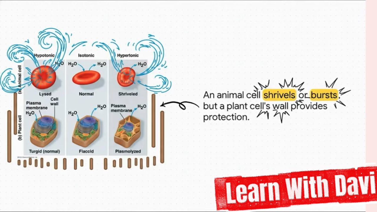 Science students do not Skip this video😍😍Easily Explained How does a cell function🔬 