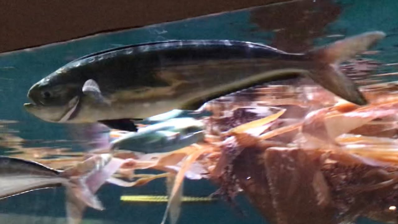 Baby mahi mahi (Coryphaena hippurus)