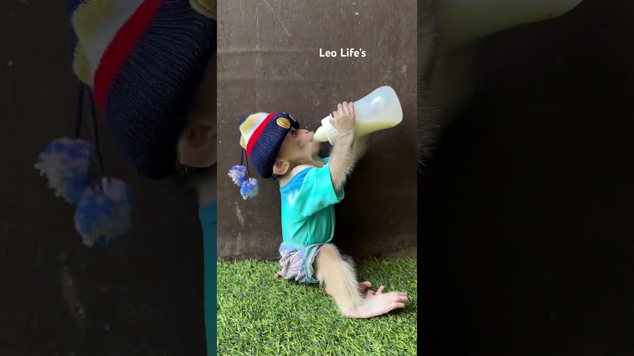 Leo hungry milk so much #youtubeshorts #babymonkey #cute #shorts #monkey