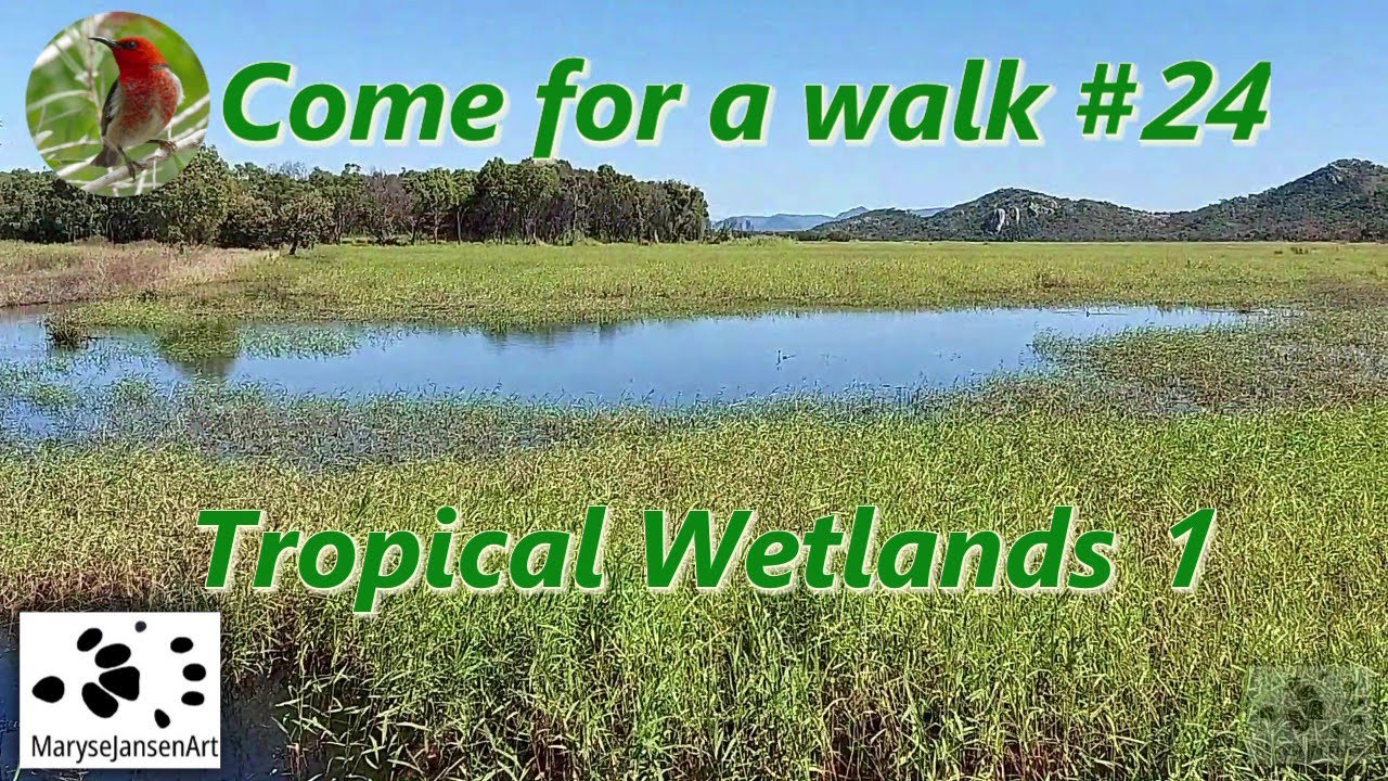 Life in the Tropical Wetlands 1 - Come for a walk in the Australian Bush Series #24