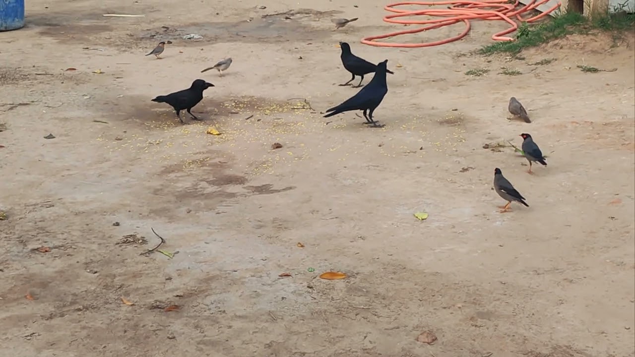 ❤️કાગડા અને કાબર વચ્ચે થઈ જોરદાર લડાઈ😱#birds #naturesvoice #original #nature #village#youtubevideo 