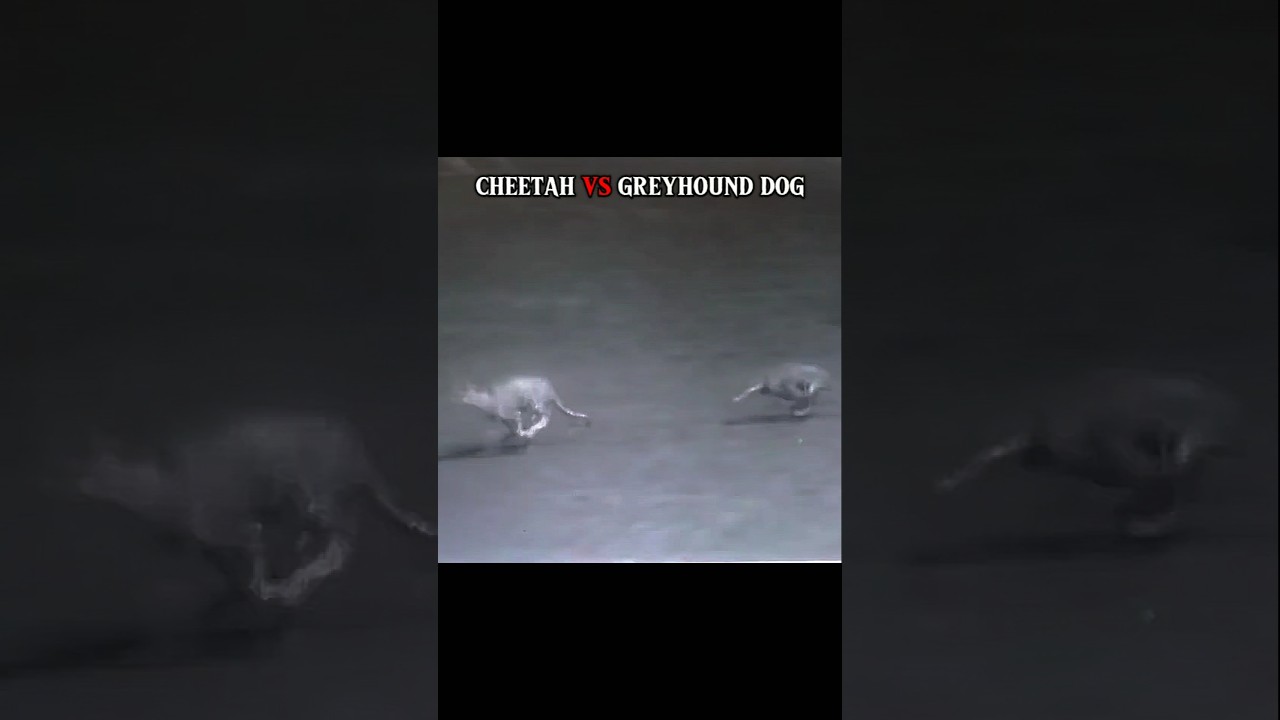 Cheetah vs Dog 🔴Live Race 💀🔥 #shorts #shortsfeed #shortsvideo #cheetah #cheetahrace #cheetahspeed