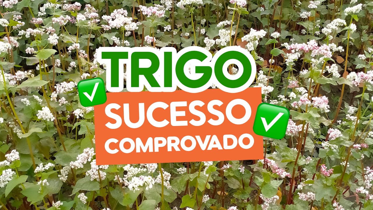 TRIGO MOURISCO: uma excelente alternativa