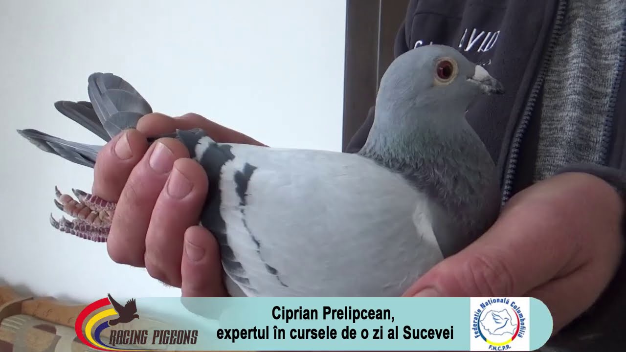 Ciprian Prelipcean, expertul în cursele de o zi al Sucevei