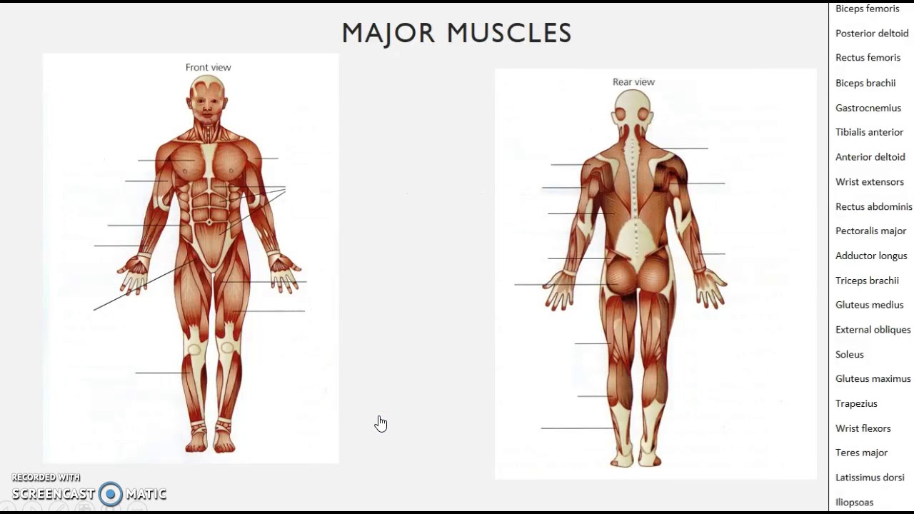 A LEVEL PE - MUSCULAR SYSTEM