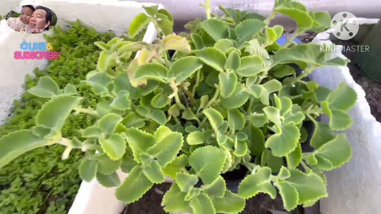 Gardens time part 211 (update)