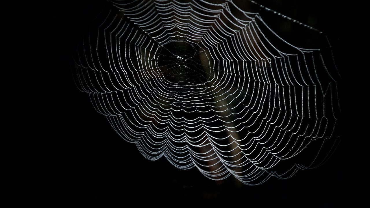 How Much Weight Can a Spider Web REALLY