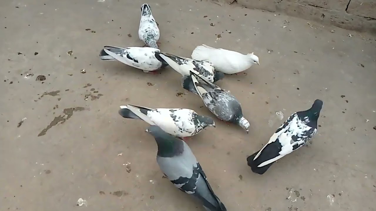 #pigeon #breedingpair parwaaz pigeon full video 😍