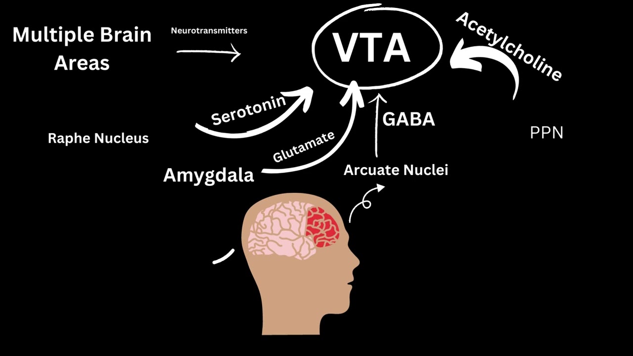 Ventral Tegmental Area 1 (Student Created Video, PSYC 4155, Spring 2023)