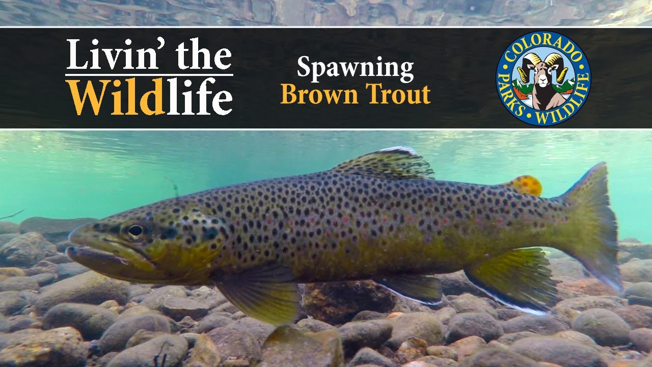 Livin' The Wildlife: Spawning Brown Trout