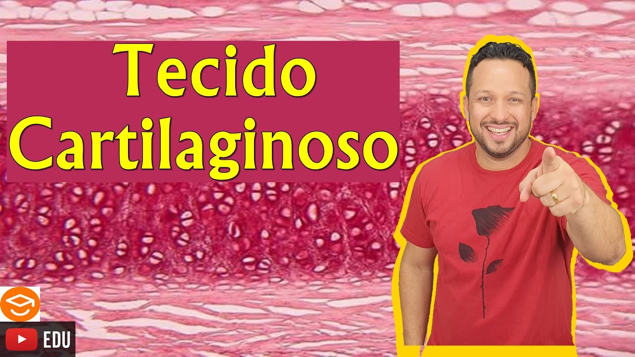Tecido Cartilaginoso - Características e Funções - Histologia Animal