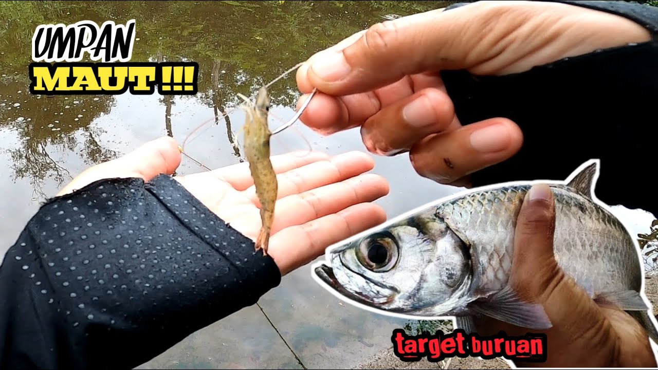 Sikattt!!! Jangan harap bisa lolos ketemu umpan pemancing ini || mancing tarpon umpan udang hidup