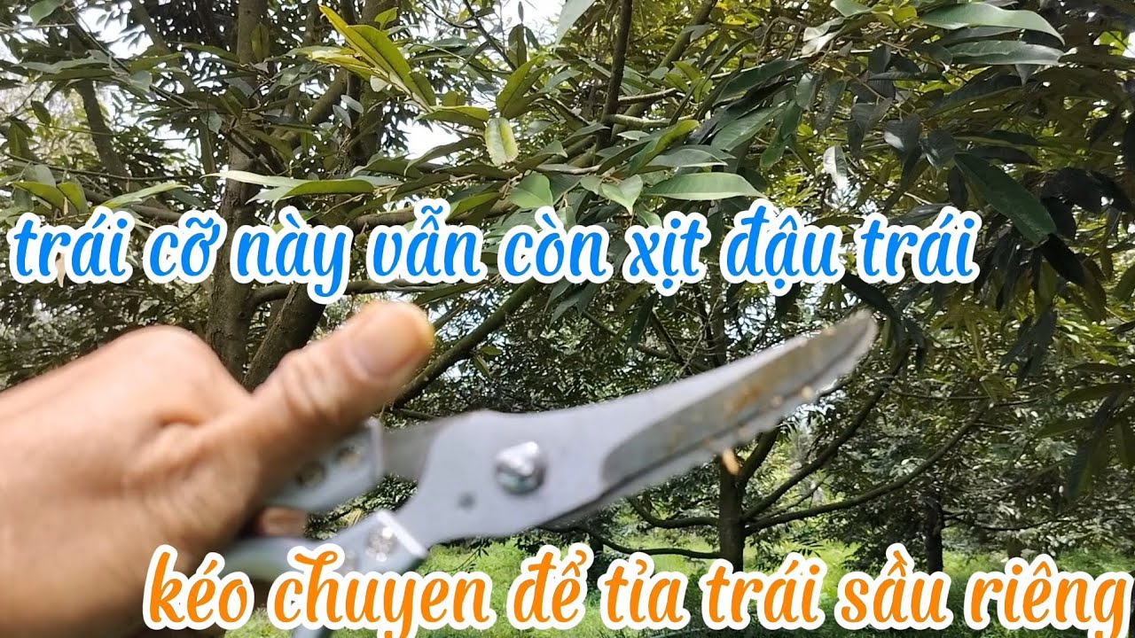 Trái cỡ ly uống trà vẫn còn xịt đậu trái để đều chỉnh fom trái 