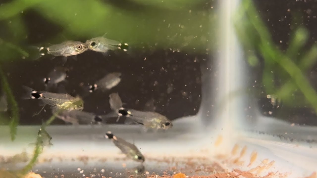 Breeding Corydoras Hastatus Part 1 | Tank Setup and Spawning