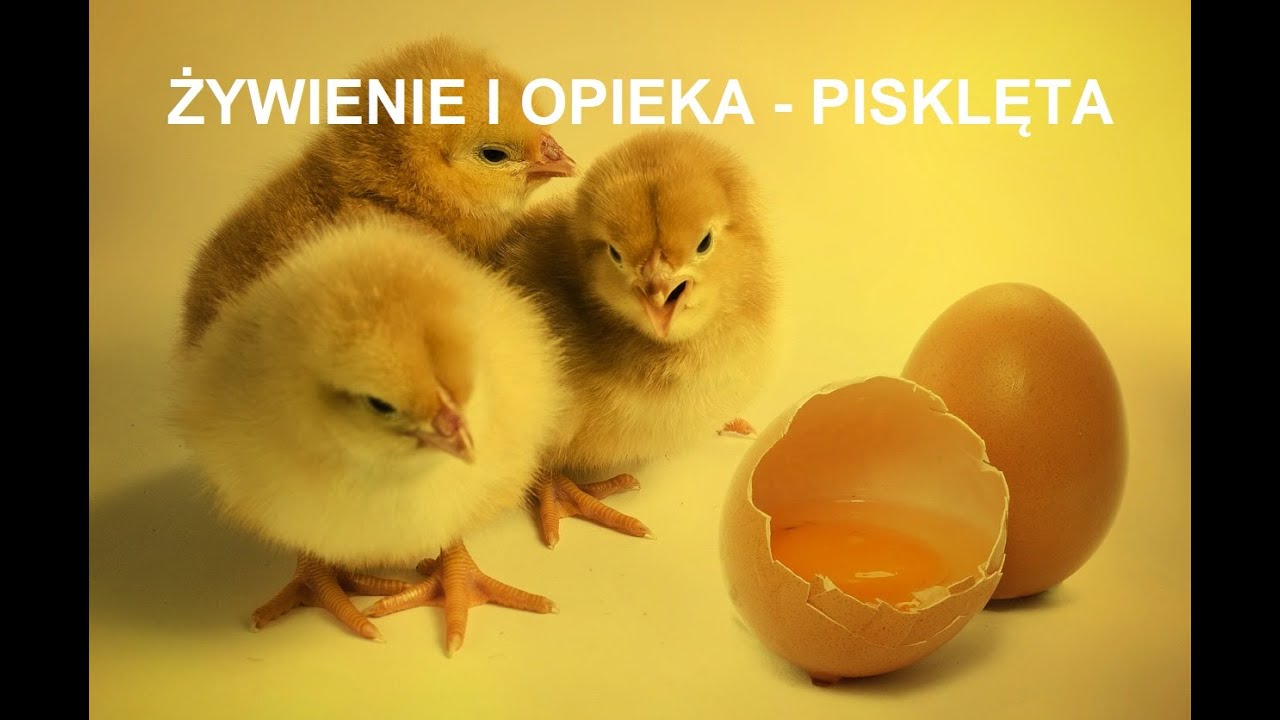 Odcinek 161 Jak i czym karmić pisklęta po wykluciu? Jak zajmować się młodymi kurczakami